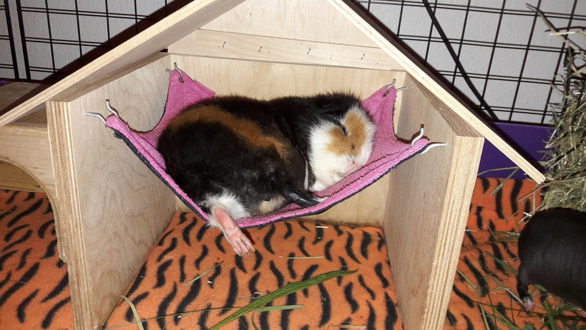 Marsvin Pixie billede 49