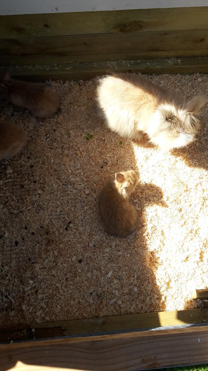 Kanin Carla - Første gang i løbegård<3 billede 14