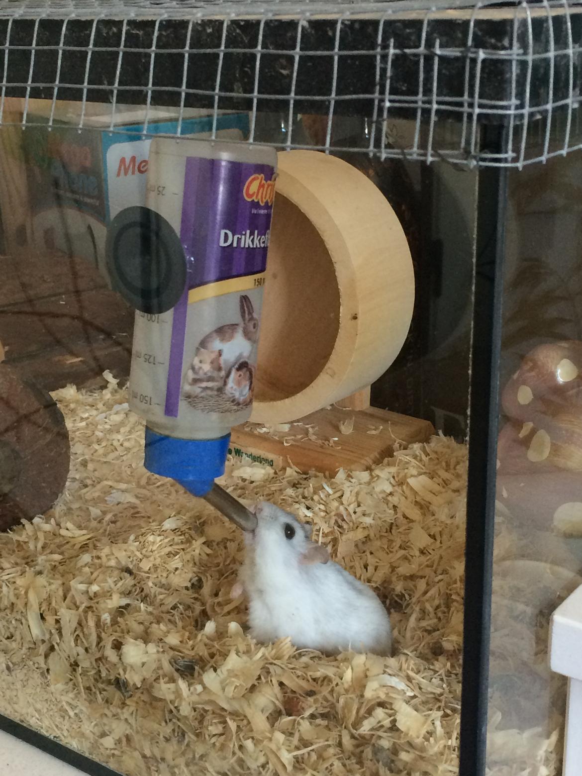 Dværghamster Nelson billede 9