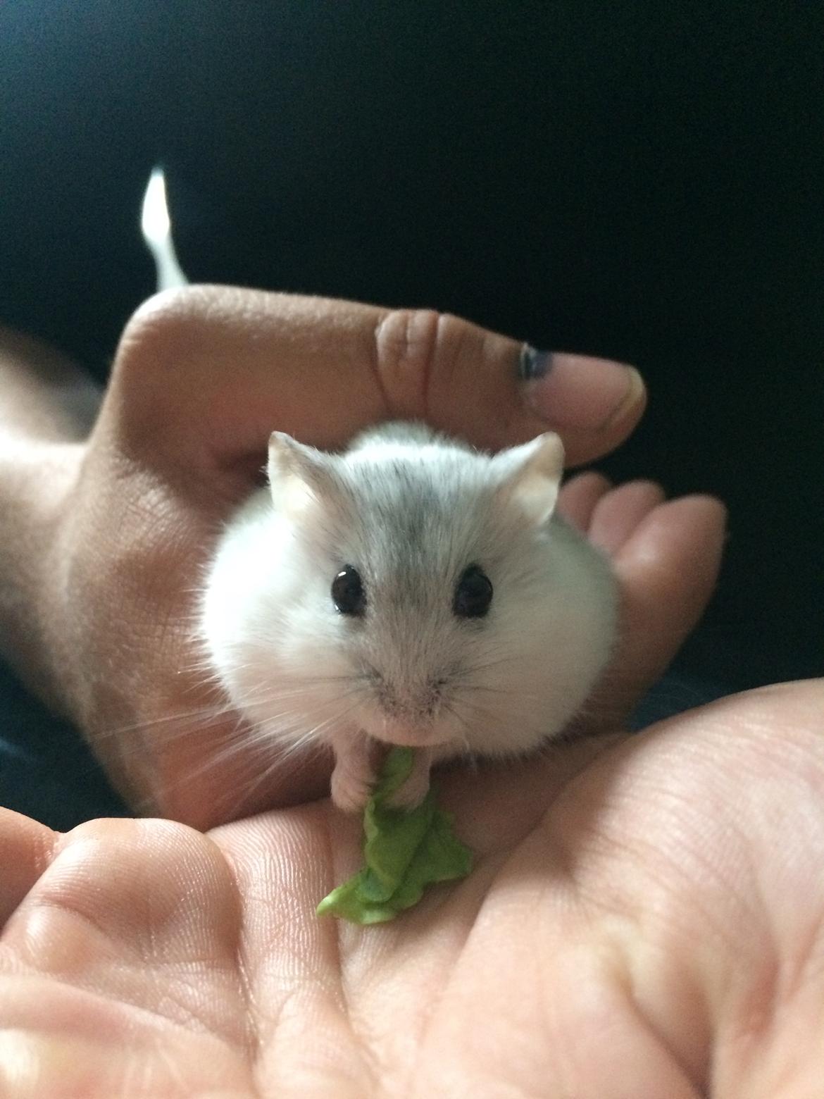 Dværghamster Nelson billede 8