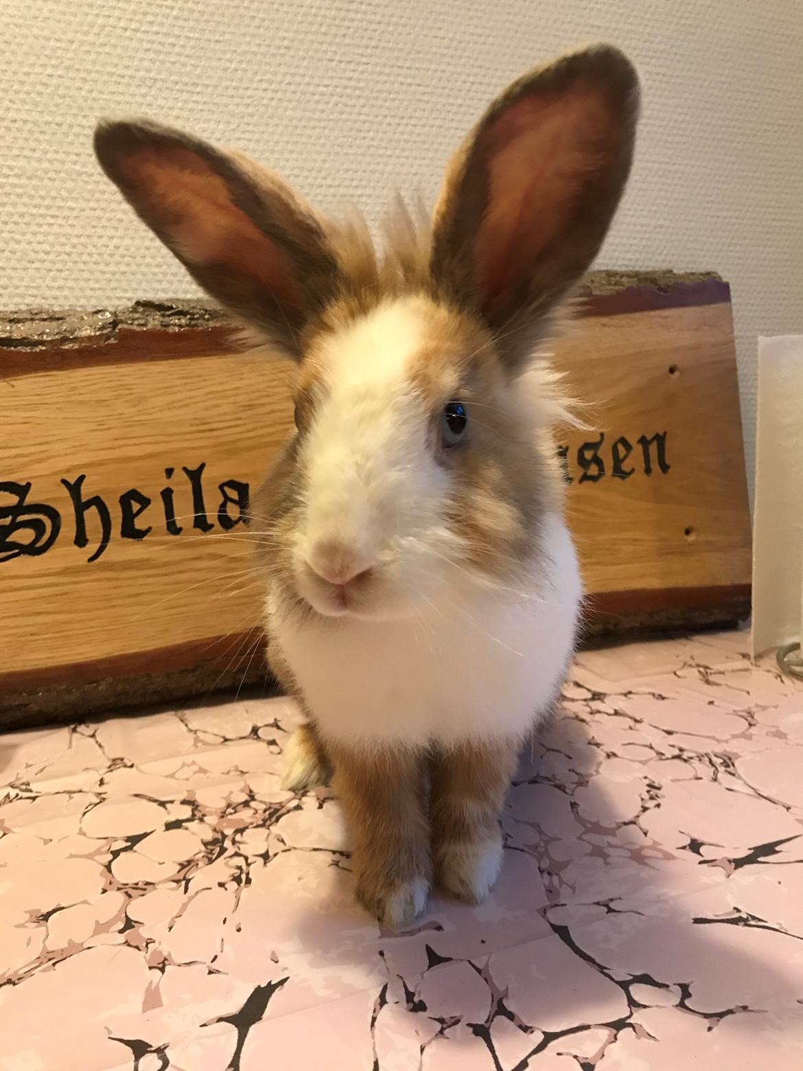 Kanin (Solgt) Toffifee Navajo billede 2