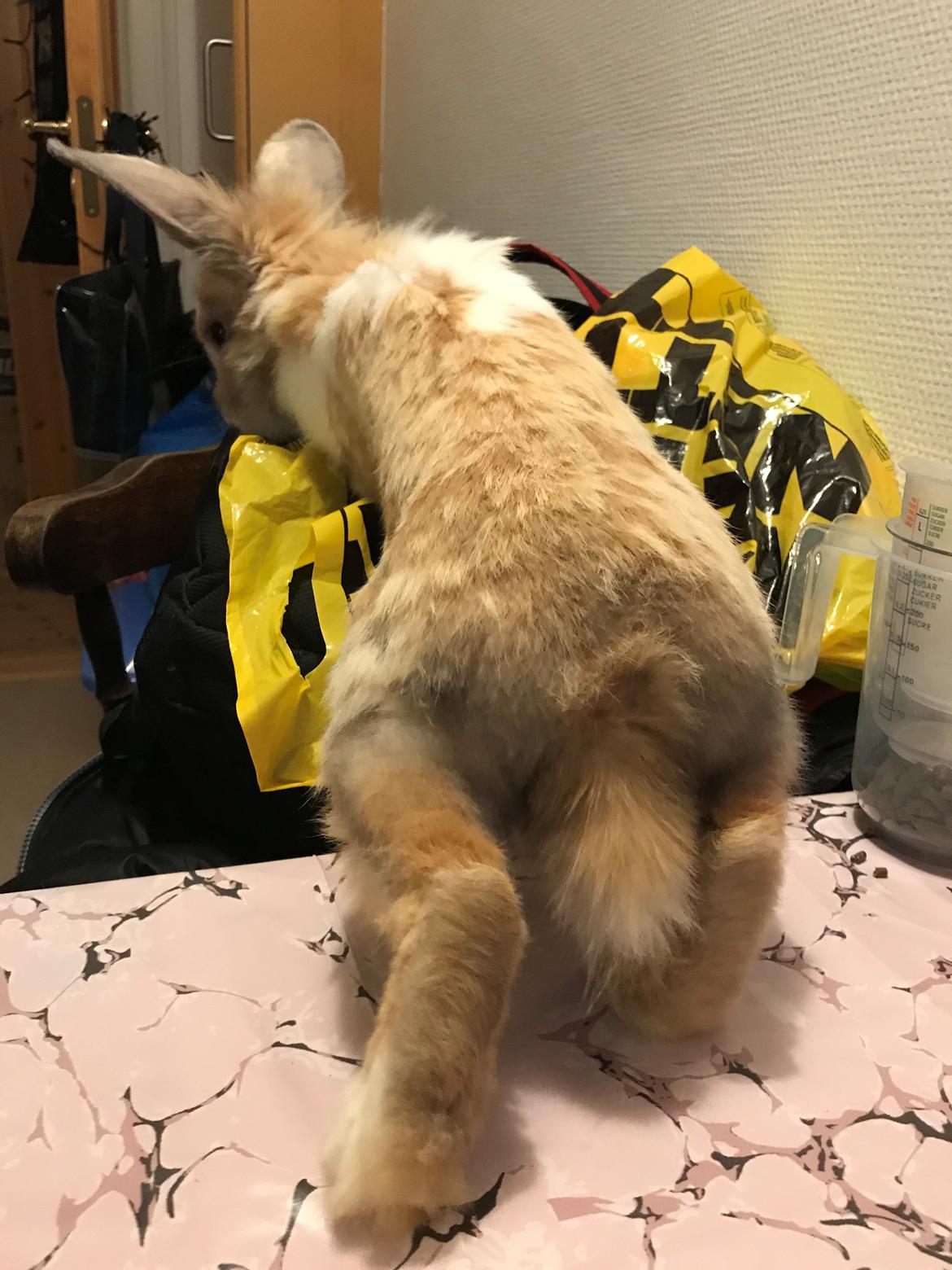 Kanin (Solgt) Toffifee Navajo billede 8
