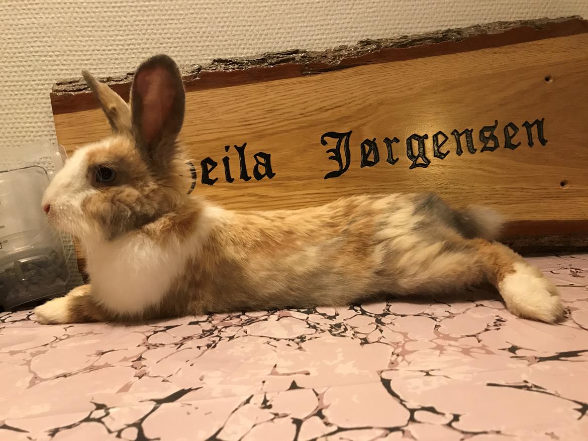 Kanin (Solgt) Toffifee Navajo billede 9