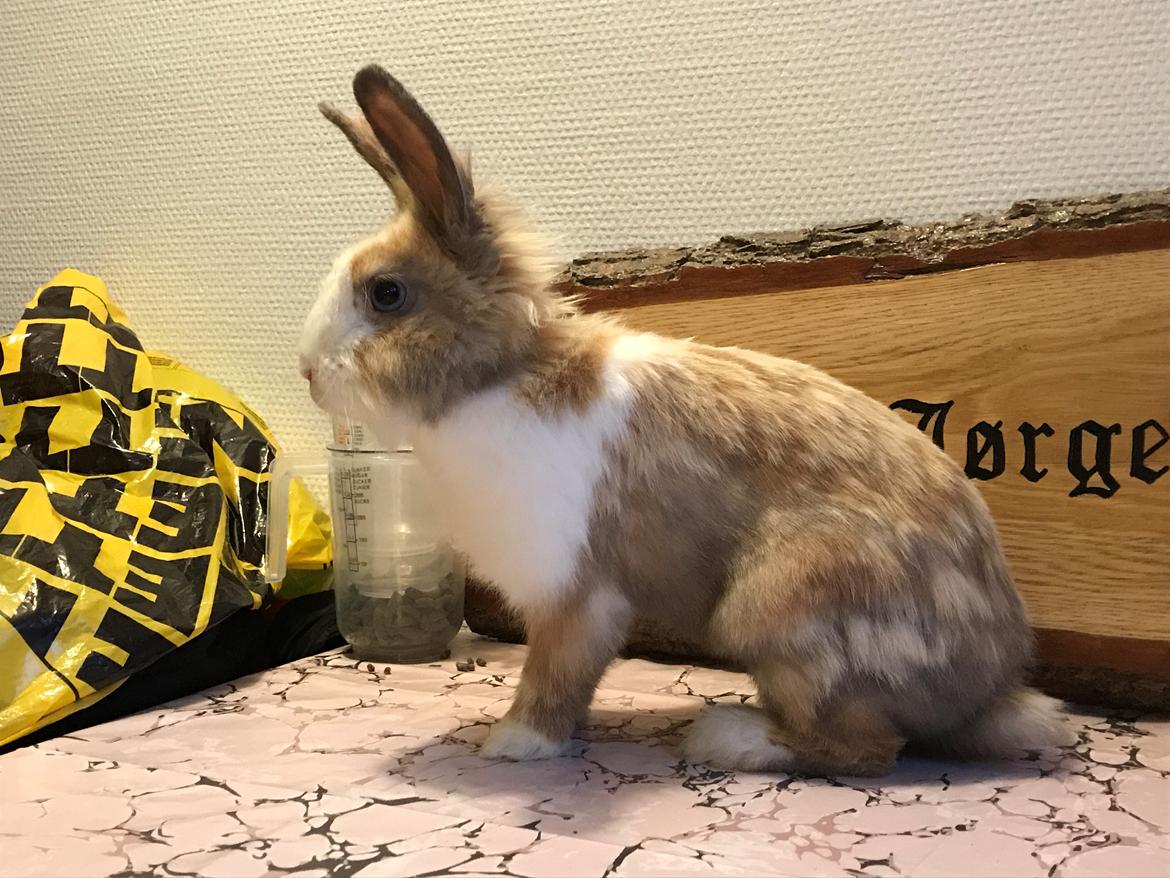 Kanin (Solgt) Toffifee Navajo billede 17