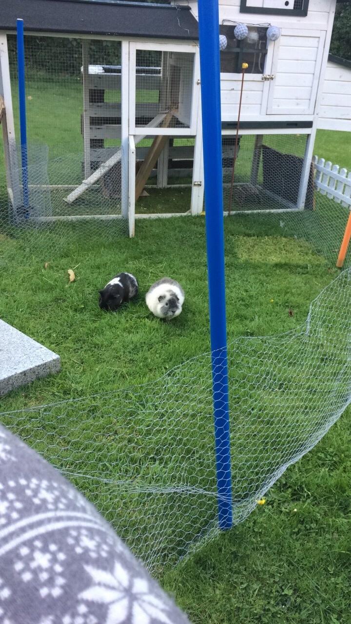 Marsvin *Bagge's Buddha* billede 11