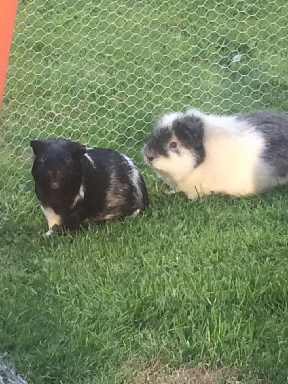 Marsvin *Bagge's Buddha* billede 13