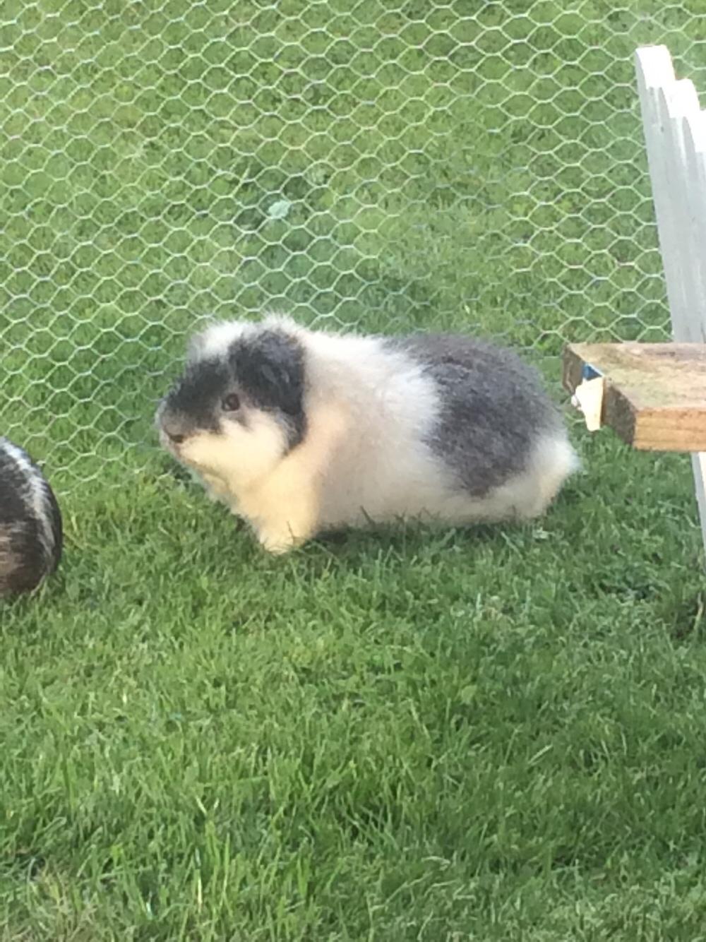 Marsvin *Bagge's Buddha* billede 12