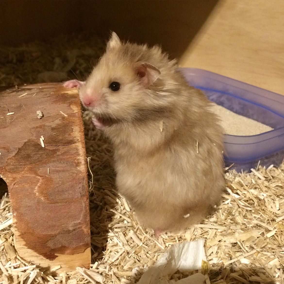 Hamster Colour Points Mali billede 1