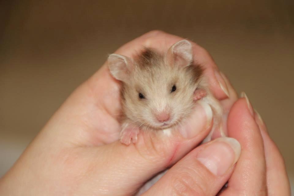 Hamster Colour Points Mali - Baby Mali billede 10