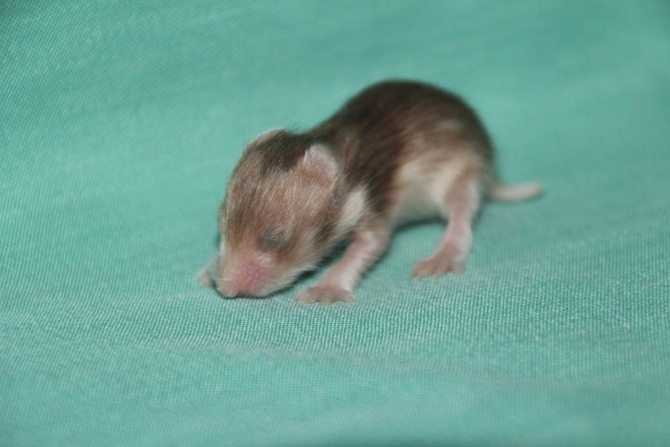 Hamster Colour Points Mali - Baby Mali billede 12