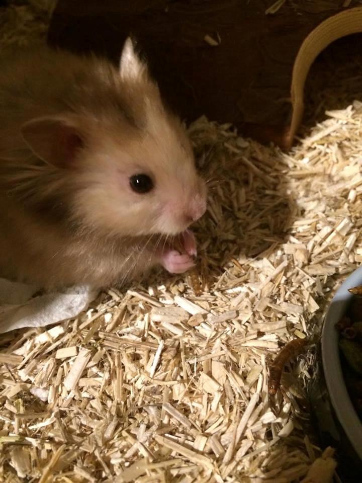 Hamster Colour Points Mali billede 6