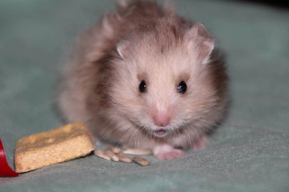 Hamster Colour Points Mali - Baby Mali billede 9