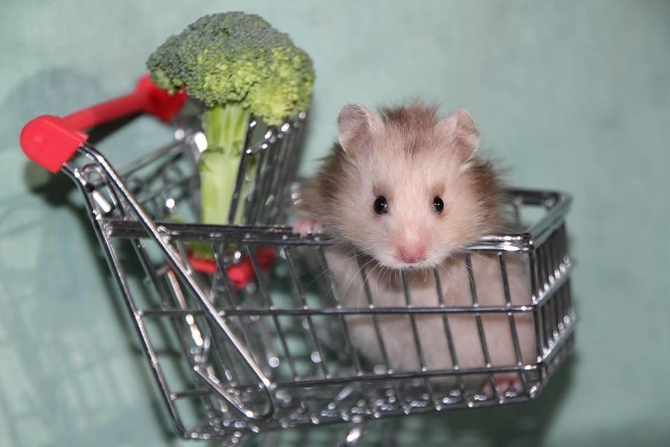 Hamster Colour Points Mali - Baby Mali billede 11