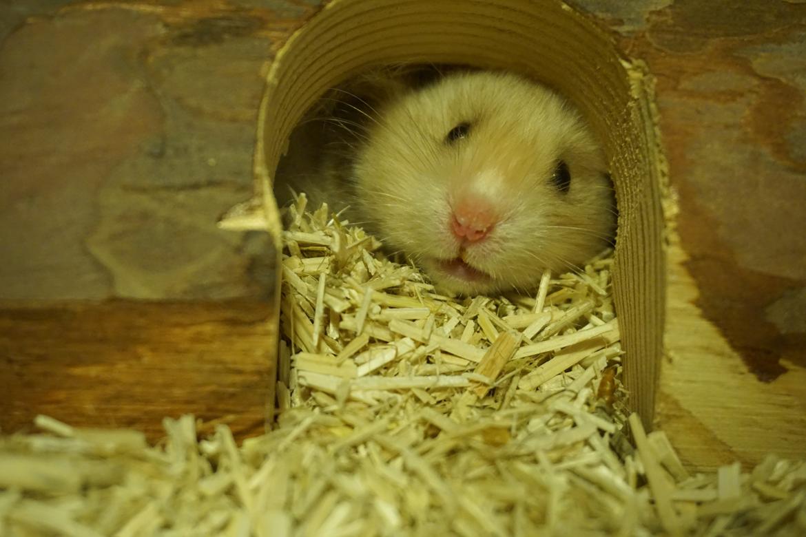 Hamster Colour Points Mali billede 4