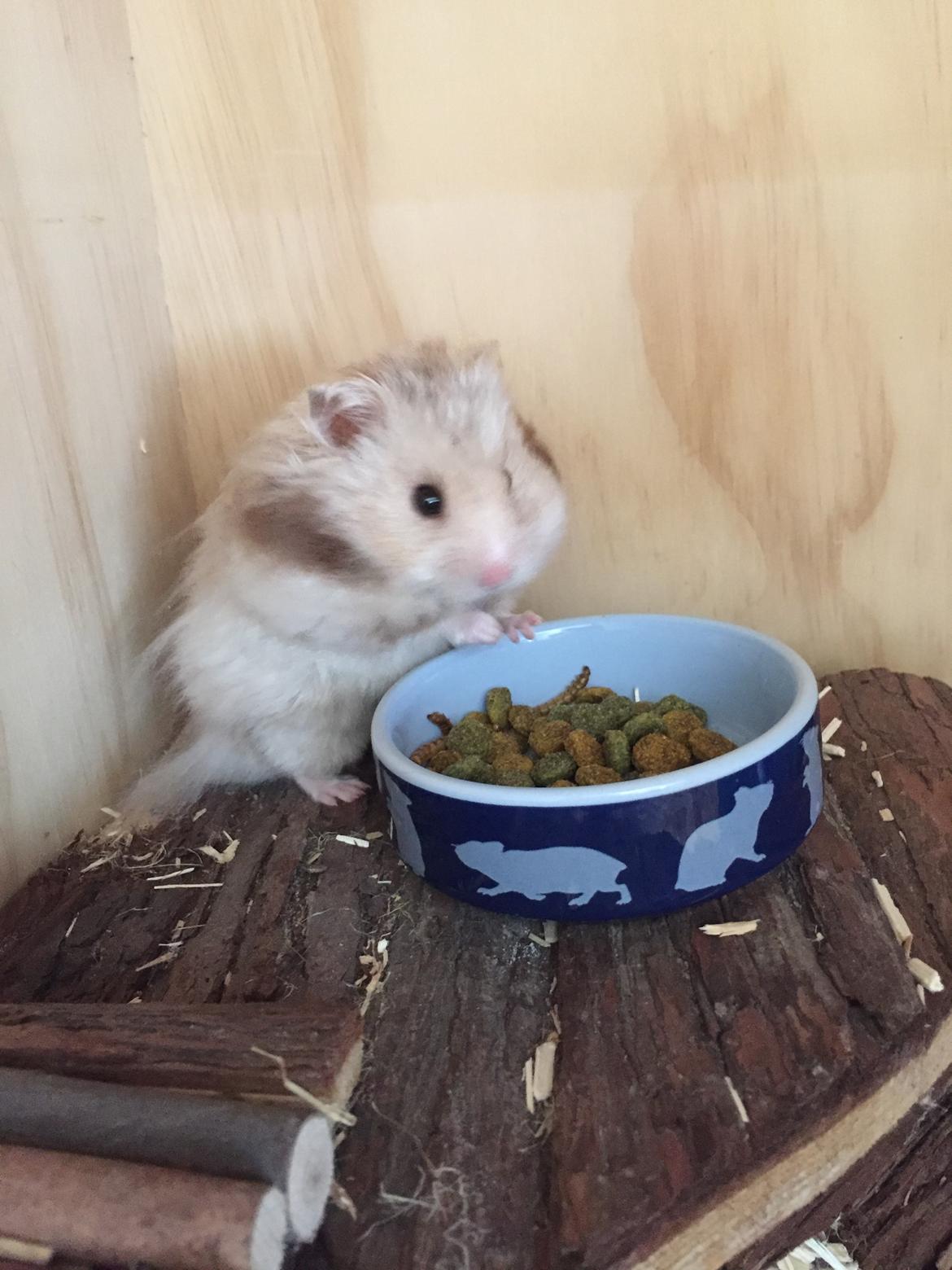 Hamster Colour Points Mali billede 3