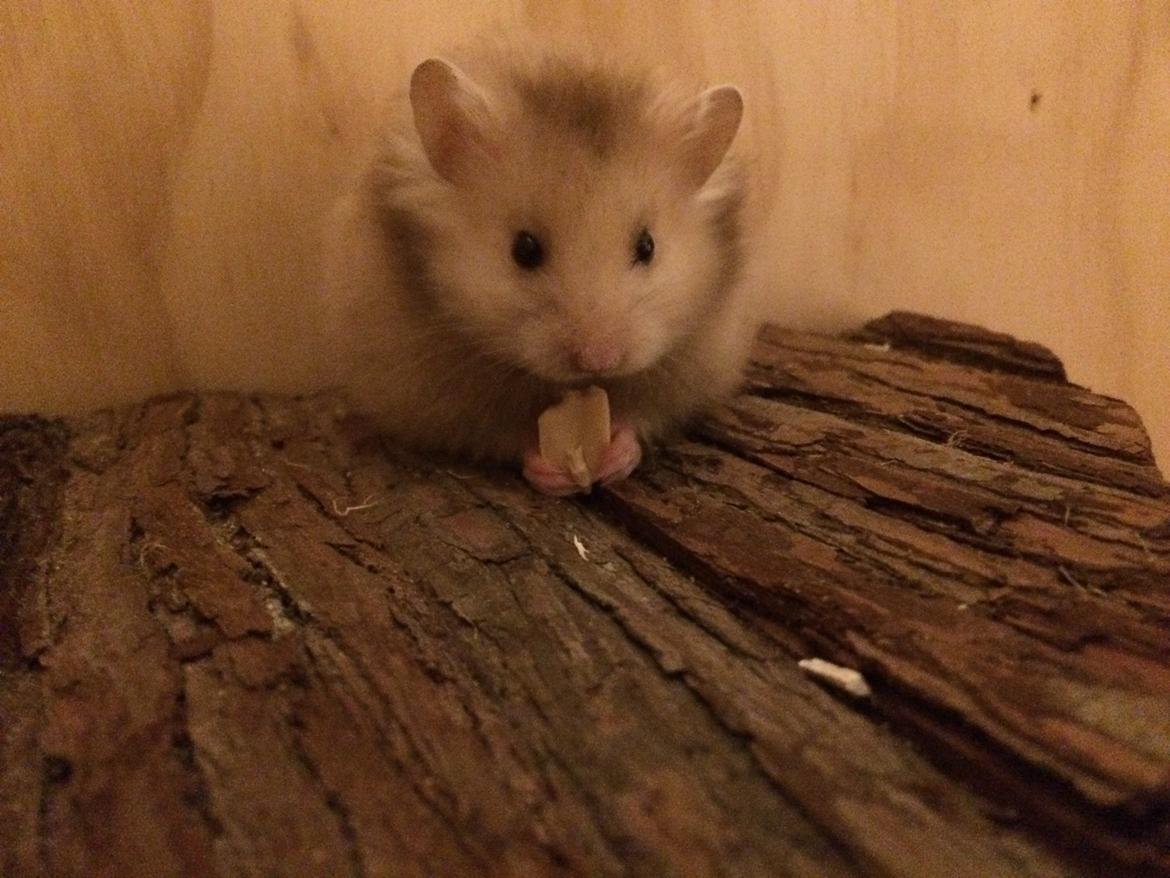 Hamster Colour Points Mali billede 5