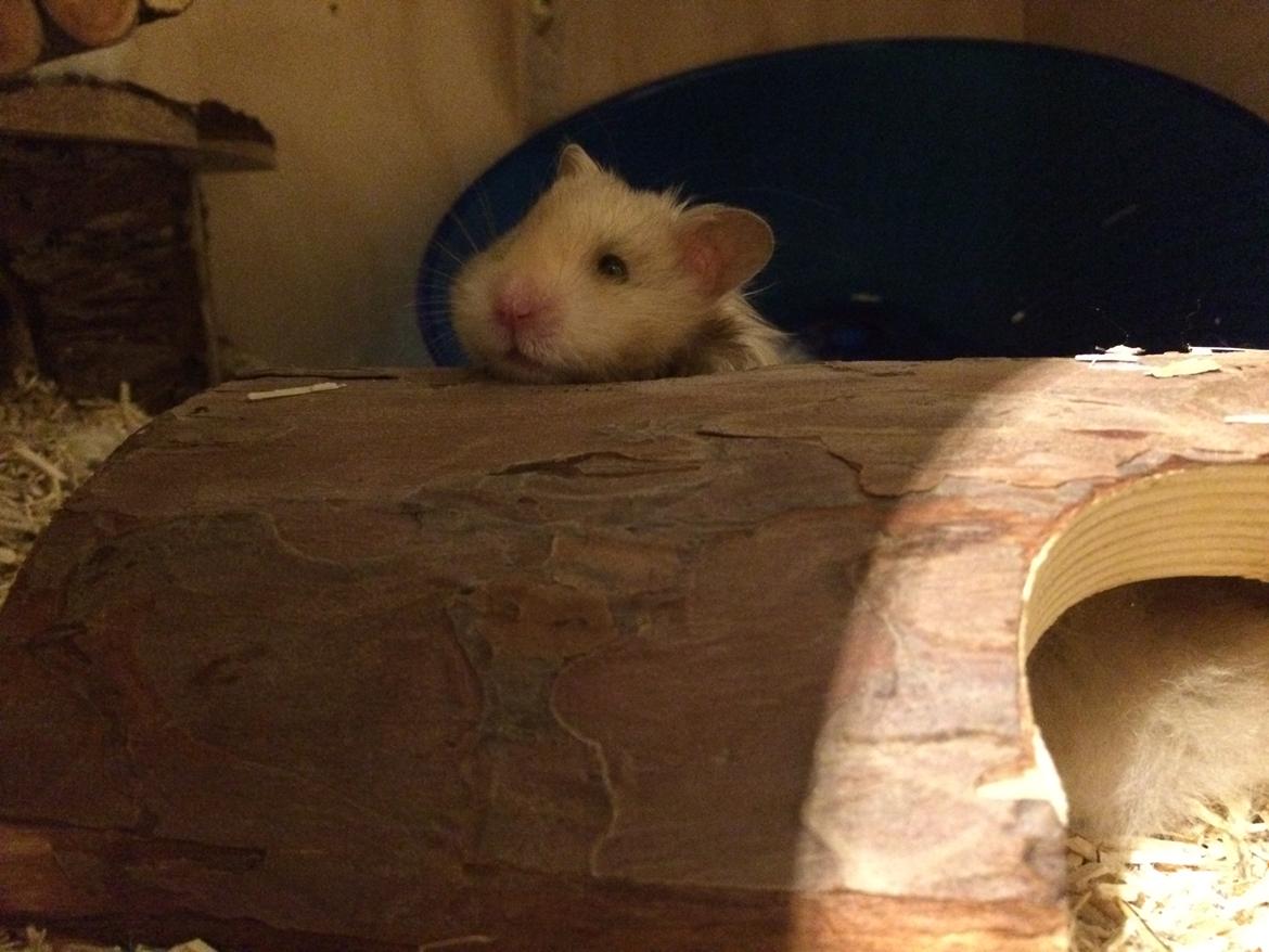 Hamster Colour Points Mali billede 7