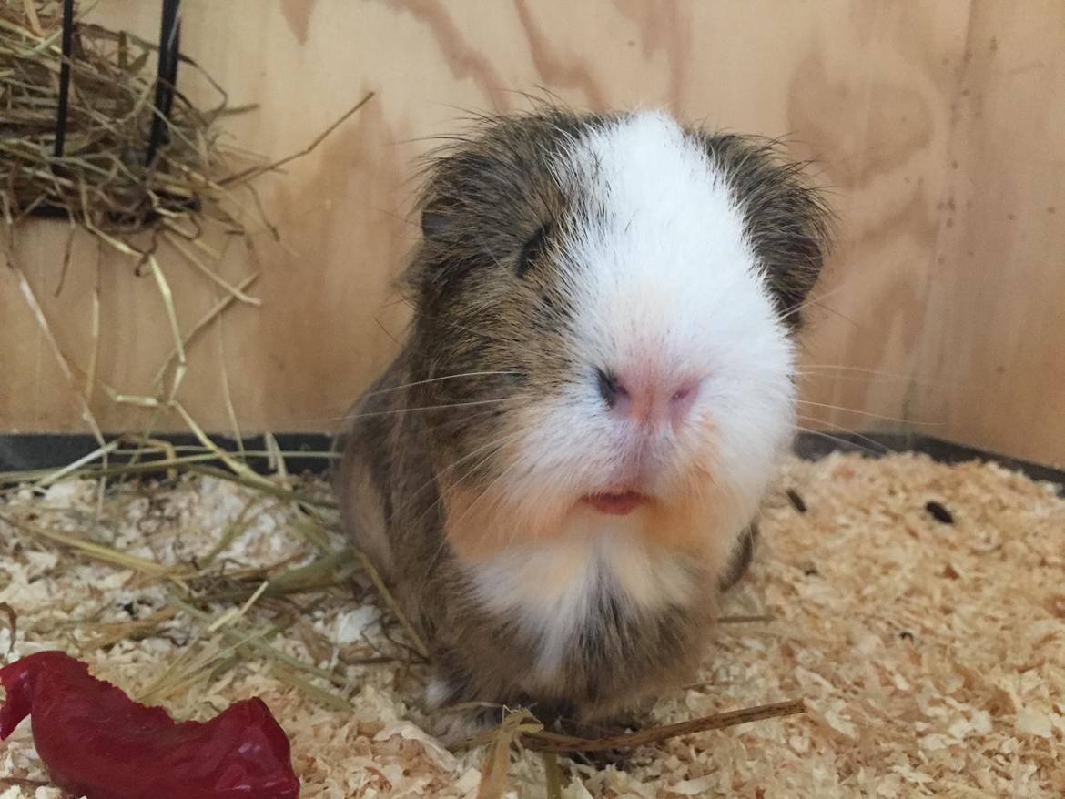 Marsvin Sputnik billede 2