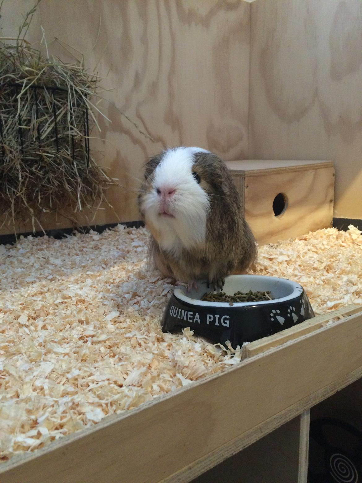 Marsvin Sputnik billede 3