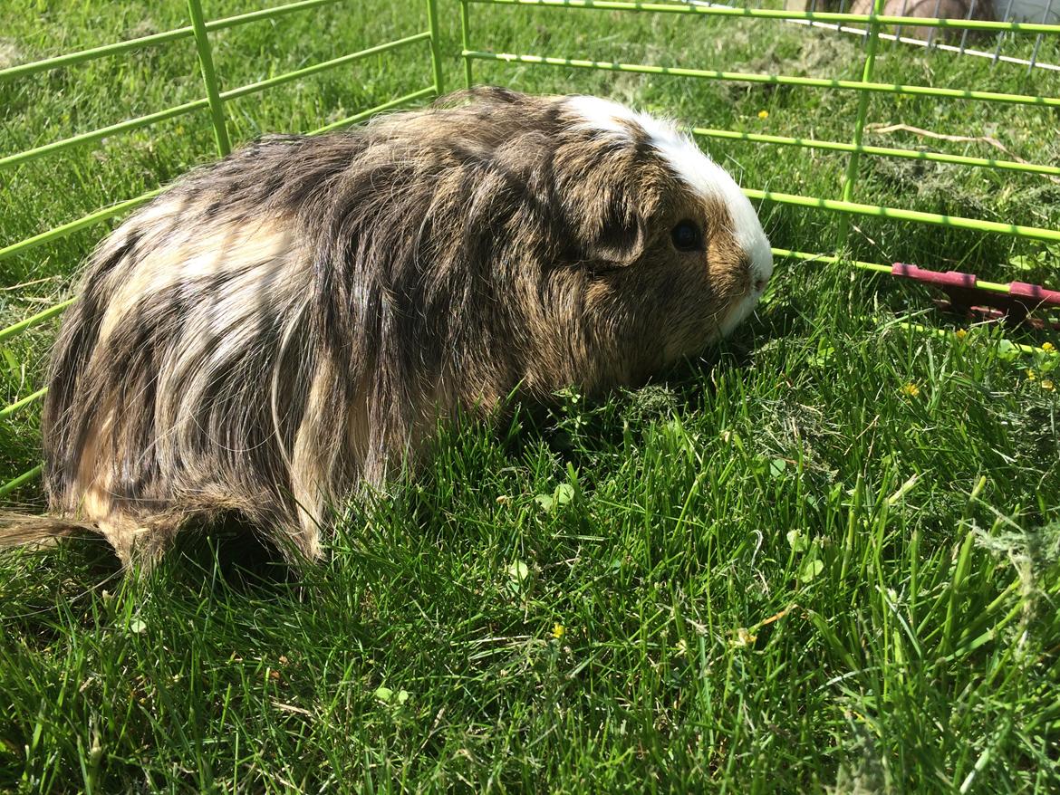 Marsvin Sputnik billede 4