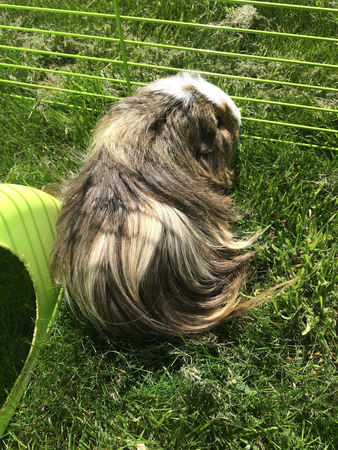 Marsvin Sputnik billede 5