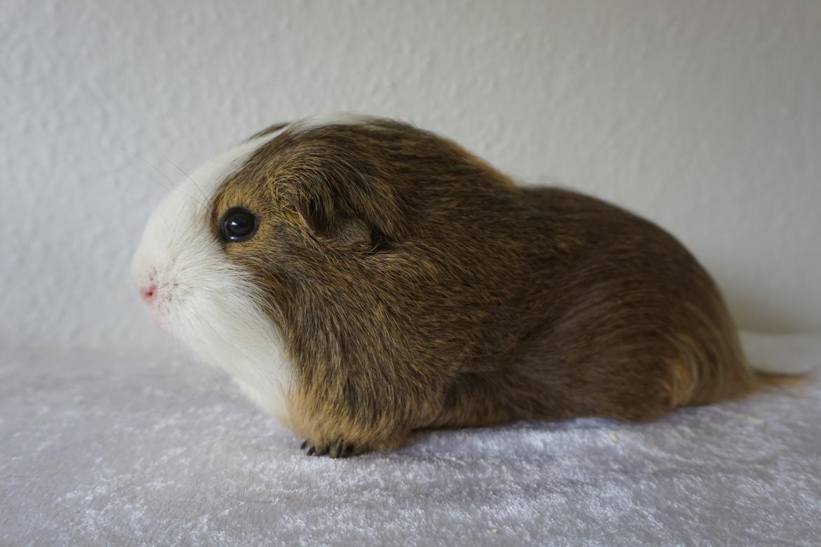 Marsvin Sputnik billede 1