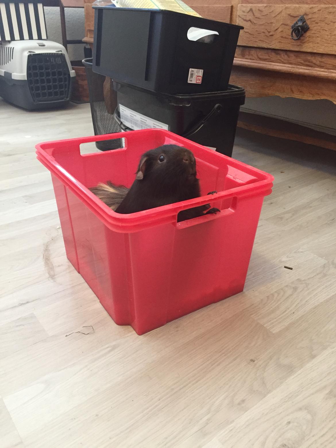 Marsvin Saagers Anthon billede 3