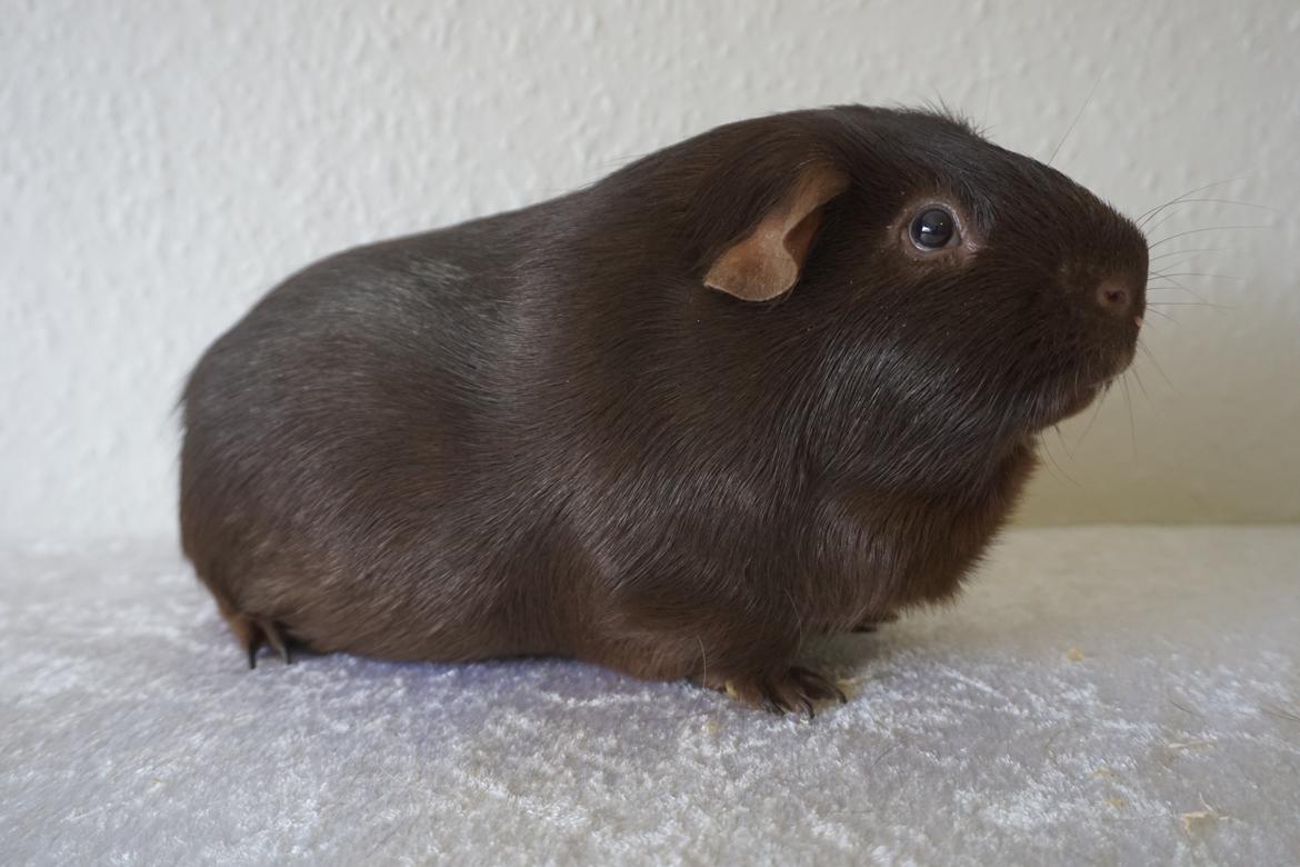 Marsvin Saagers Anthon billede 1