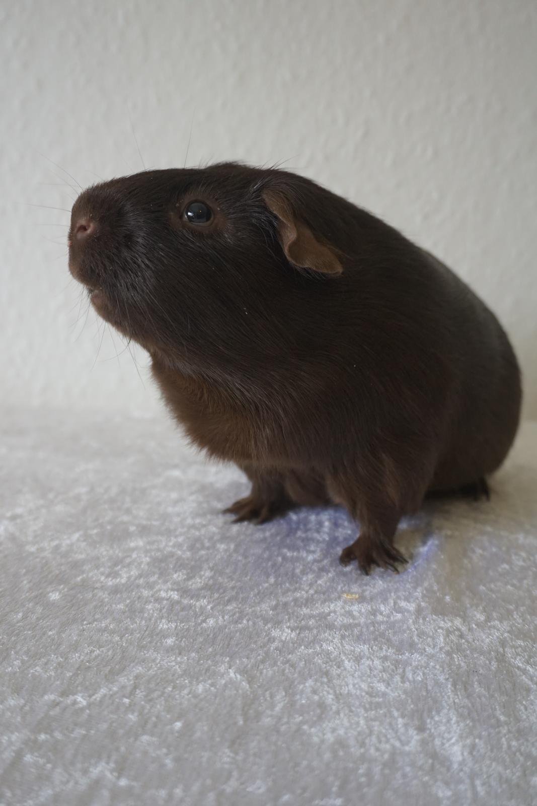 Marsvin Saagers Anthon billede 2