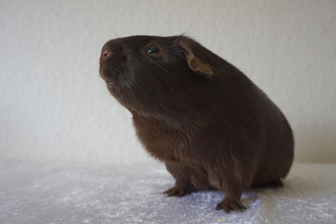 Marsvin Saagers Anthon billede 6