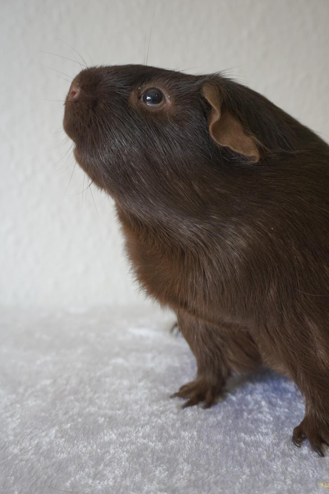 Marsvin Saagers Anthon billede 4