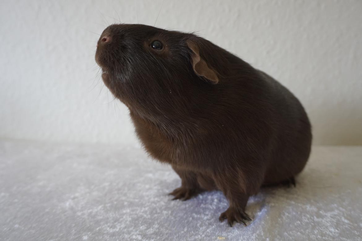 Marsvin Saagers Anthon billede 5