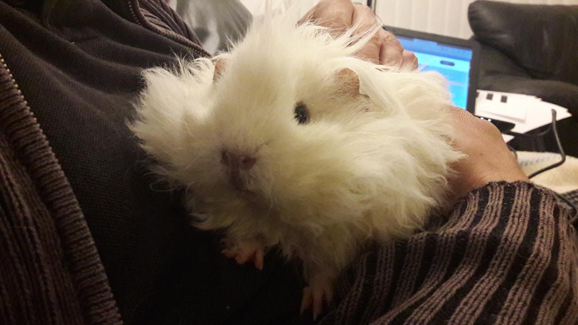 Marsvin Zniffie  billede 5