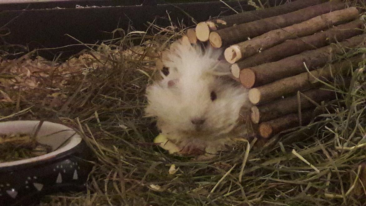 Marsvin Zniffie  billede 6