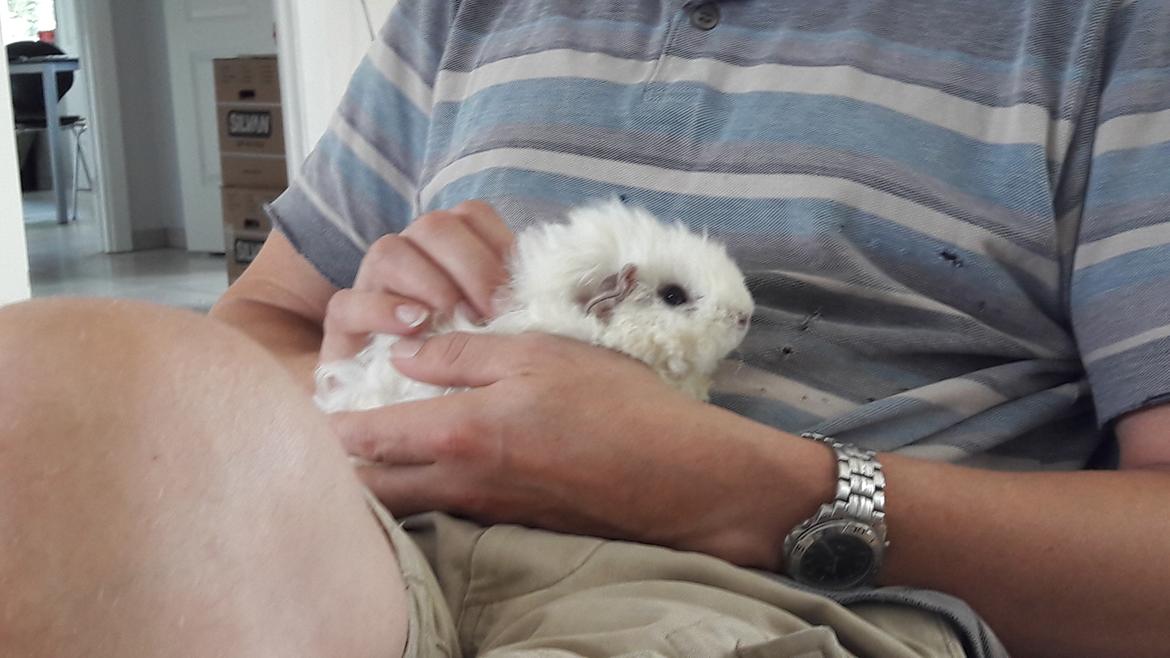 Marsvin Zniffie  - 24/7-2017 billede 13