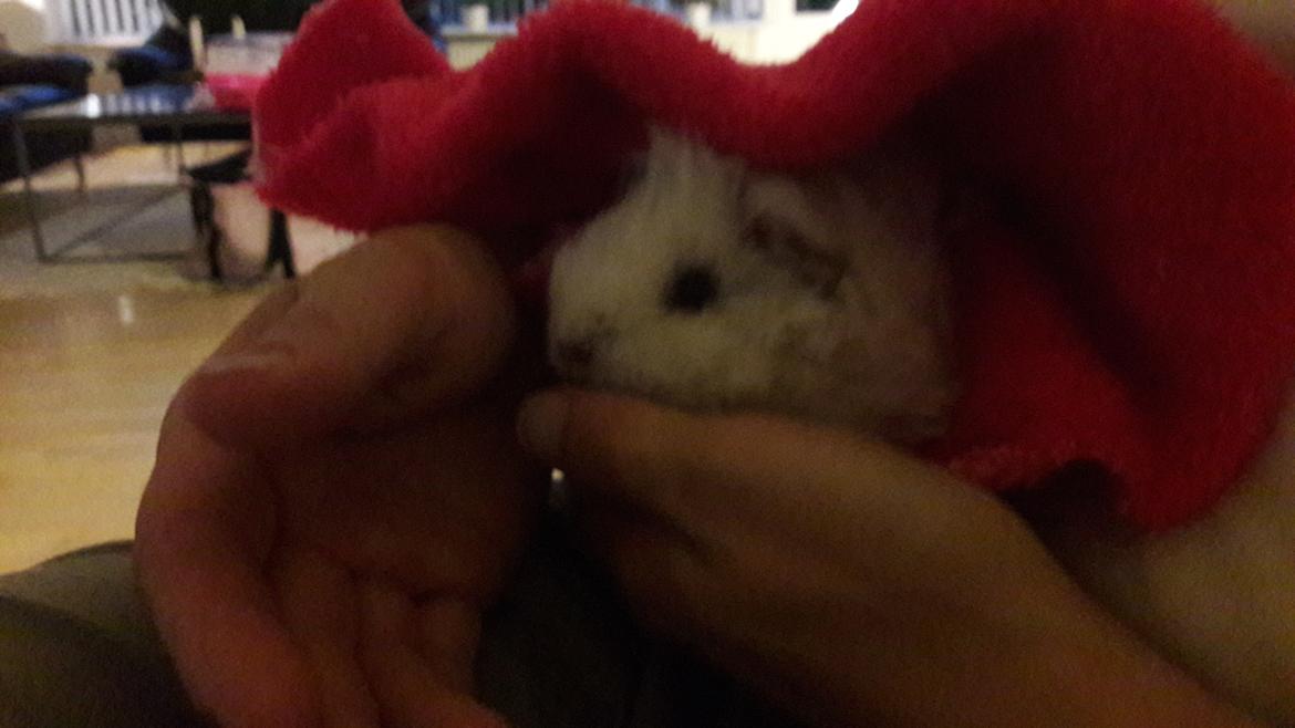 Marsvin Zniffie  - 24/7-2017 billede 14