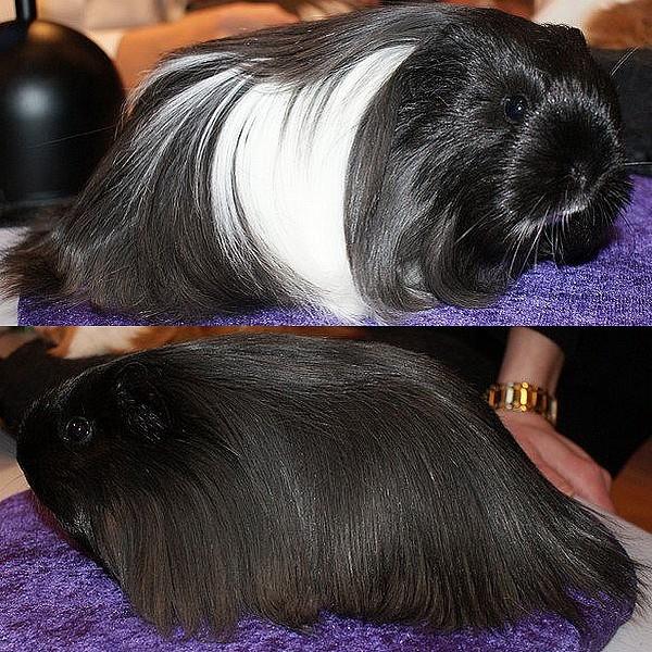 Marsvin Bamiras TÖRNROSA billede 1