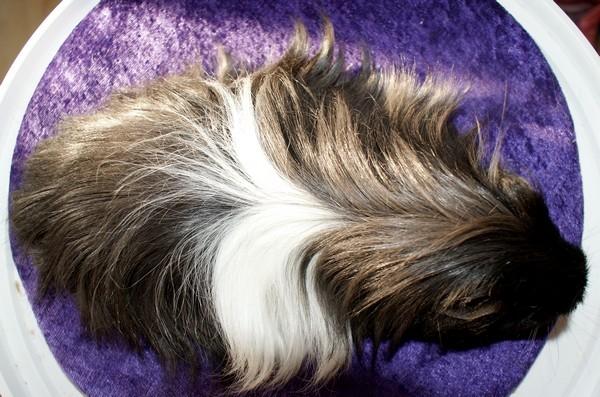 Marsvin Bamiras TÖRNROSA billede 14