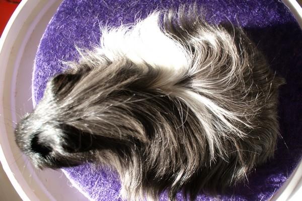 Marsvin Bamiras TÖRNROSA billede 15