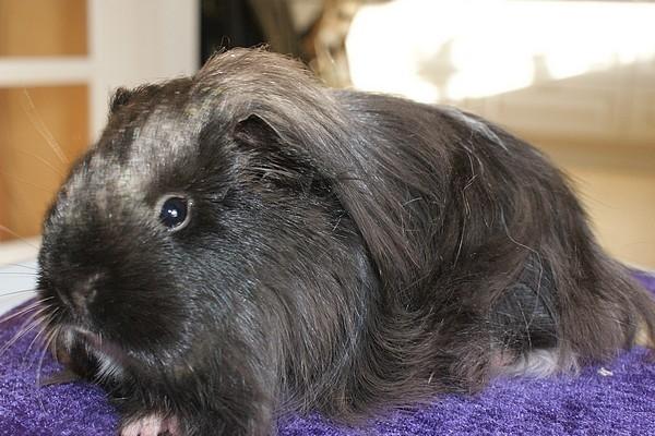 Marsvin Bamiras TÖRNROSA billede 13