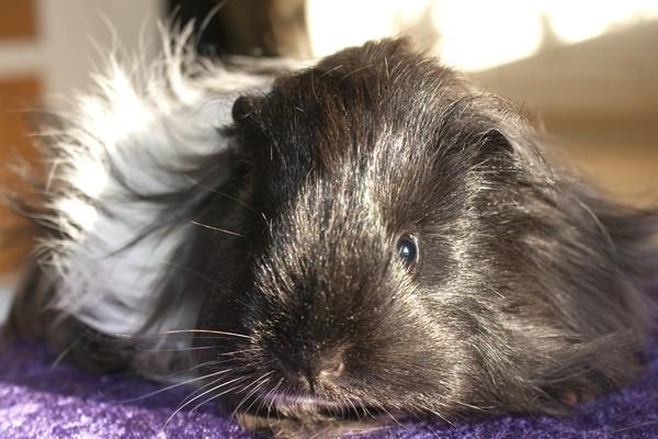 Marsvin Bamiras TÖRNROSA billede 11