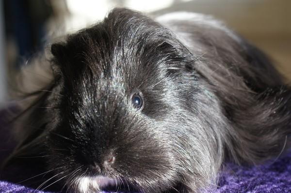 Marsvin Bamiras TÖRNROSA billede 12