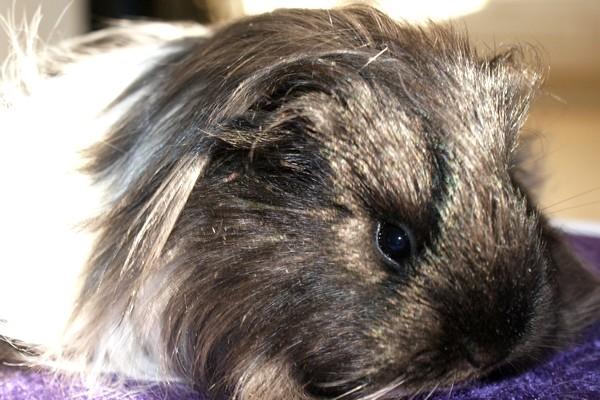 Marsvin Bamiras TÖRNROSA billede 10