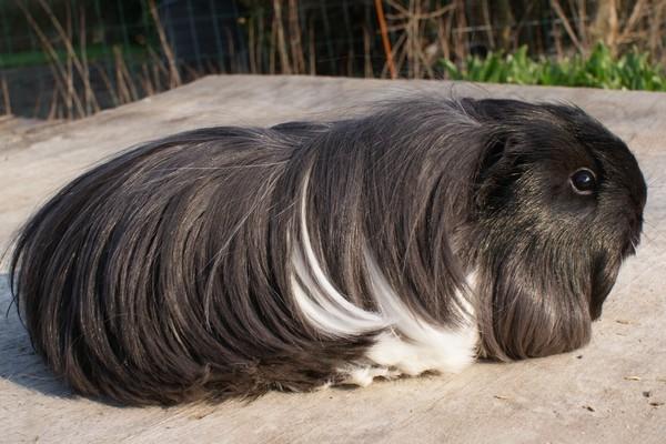 Marsvin Bamiras TÖRNROSA billede 16