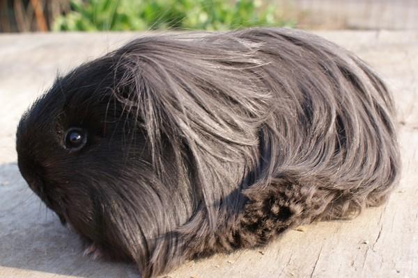 Marsvin Bamiras TÖRNROSA billede 18