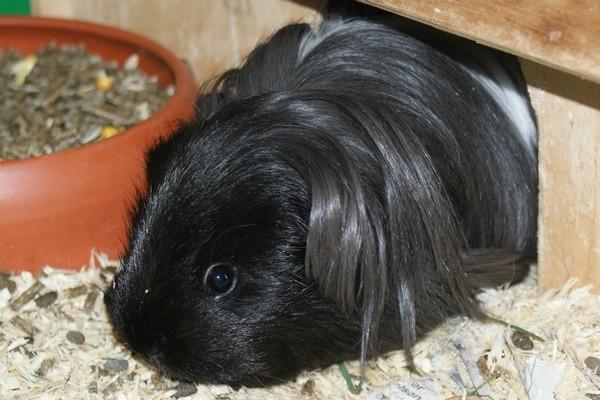 Marsvin Bamiras TÖRNROSA billede 19