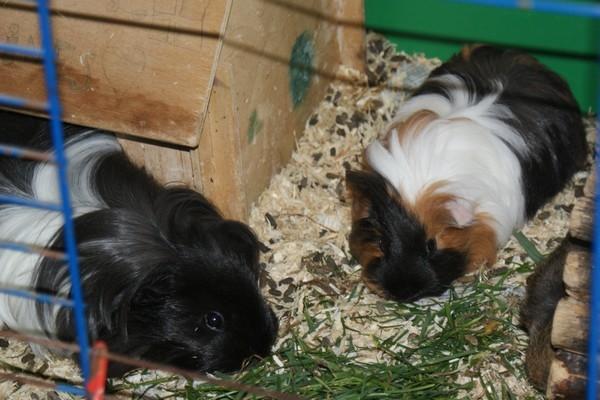 Marsvin Bamiras TÖRNROSA billede 20