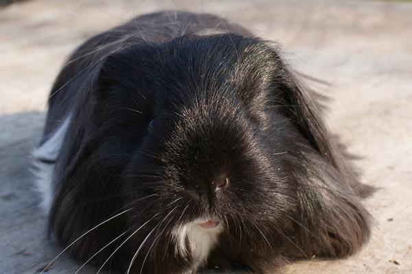 Marsvin Bamiras TÖRNROSA billede 17