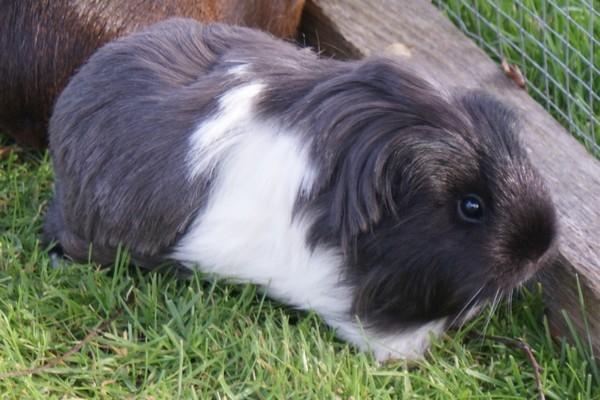 Marsvin Bamiras TÖRNROSA billede 21