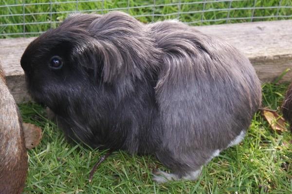 Marsvin Bamiras TÖRNROSA billede 24